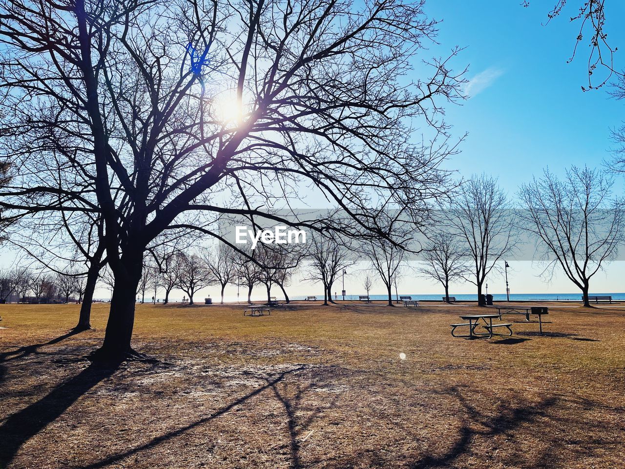tree, bare tree, sky, plant, nature, sunlight, tranquility, scenics - nature, beauty in nature, morning, tranquil scene, land, no people, landscape, environment, branch, day, sun, outdoors, shadow, winter, non-urban scene, rural area, field, lens flare, cloud, clear sky, sunny, grass, sunbeam, idyllic, blue, tree trunk