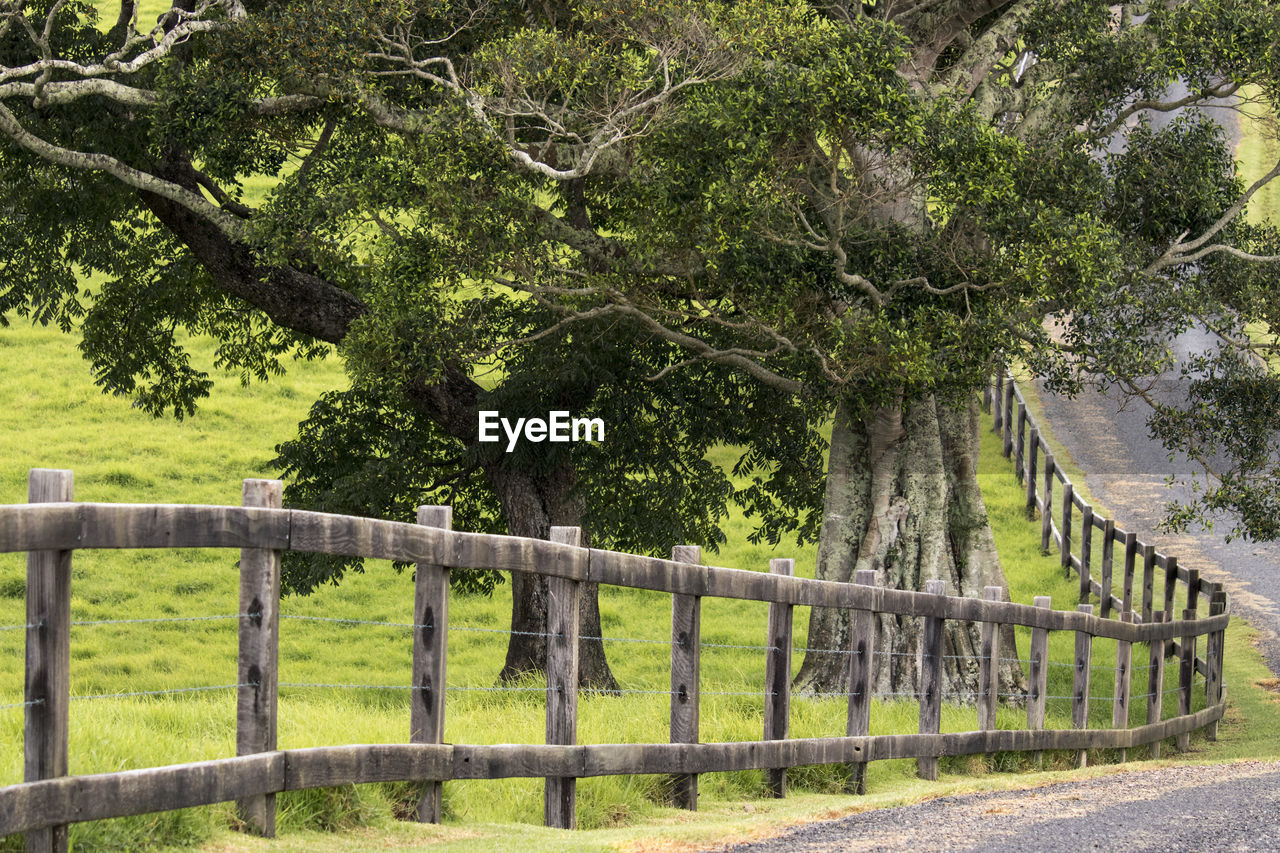 View of trees on landscape