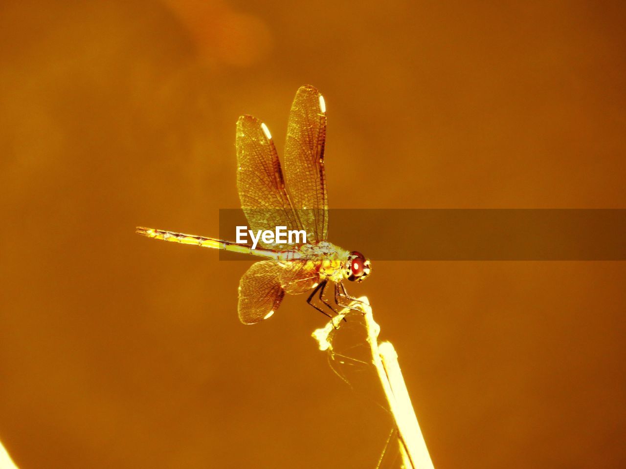close-up of dragonfly on flower