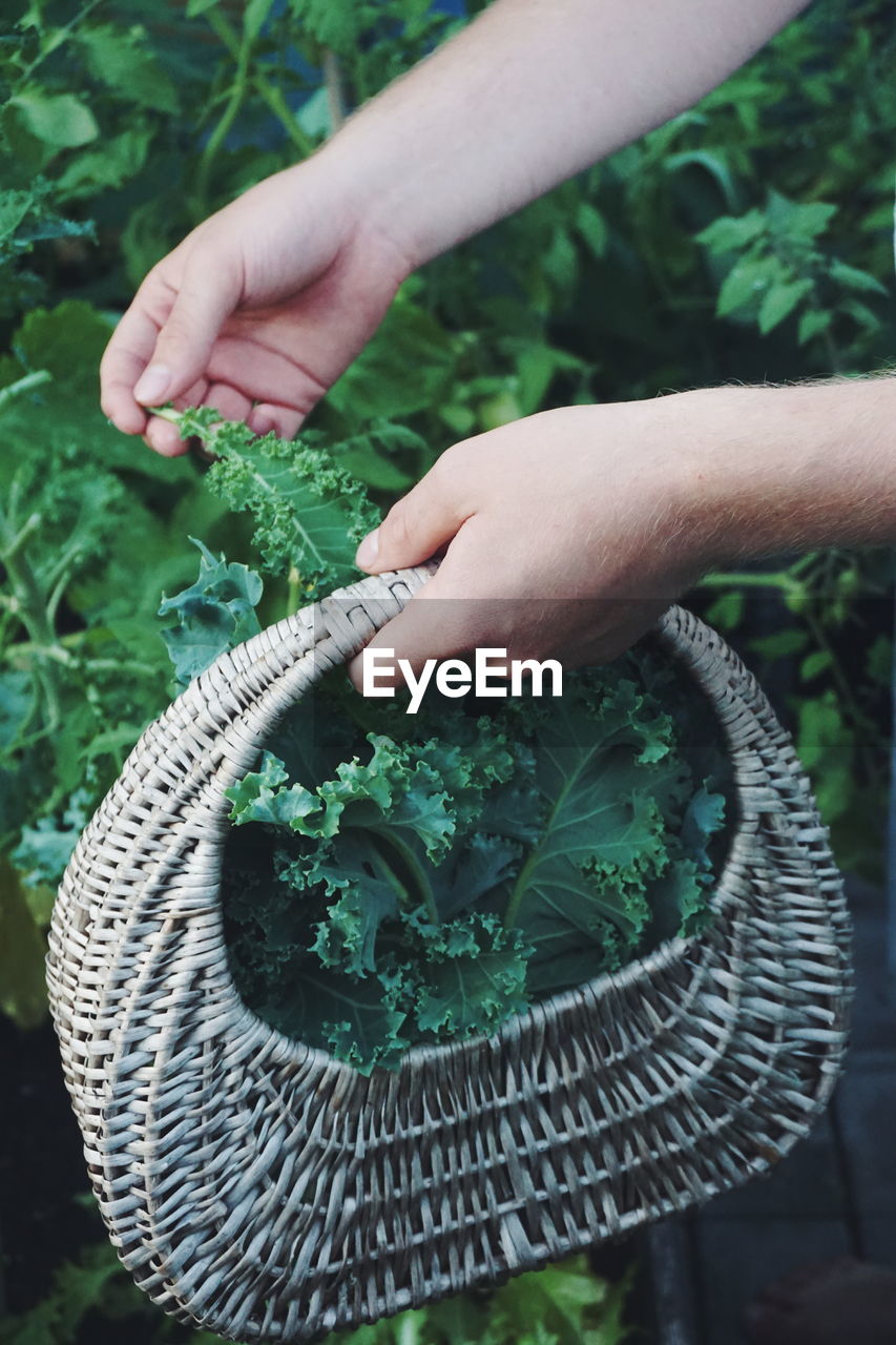 Cropped hands of woman holding basket while picking kale at vegetable garden