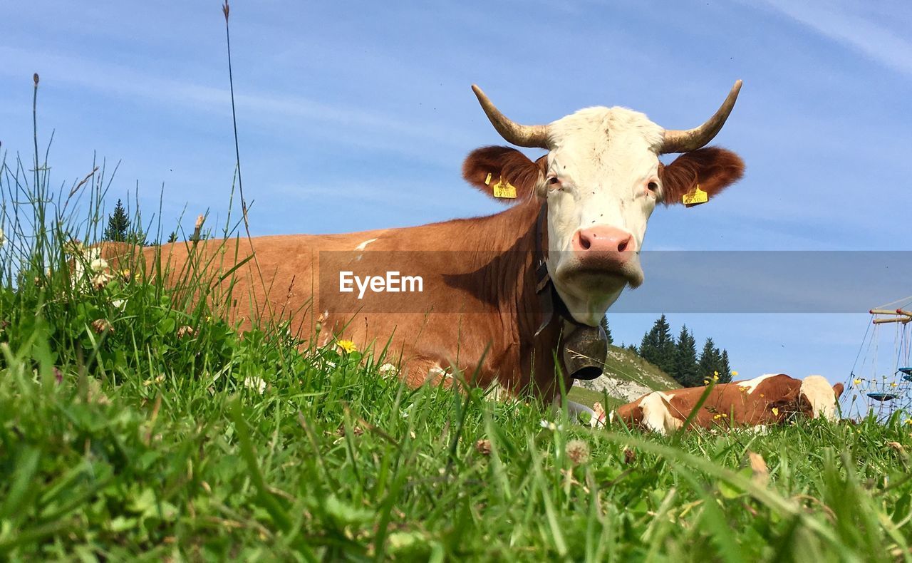 VIEW OF A COW ON FIELD