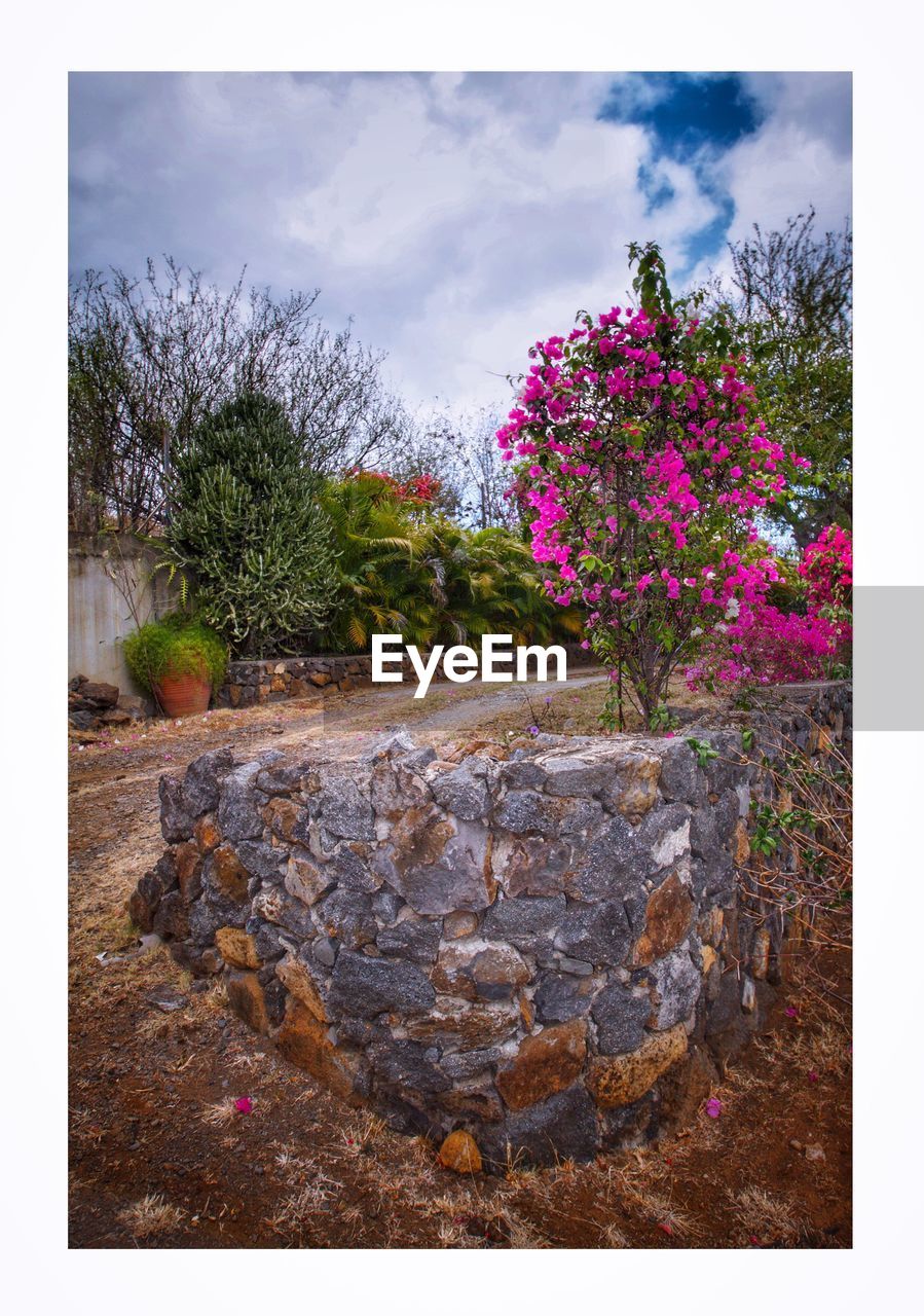 FLOWERS GROWING ON TREE