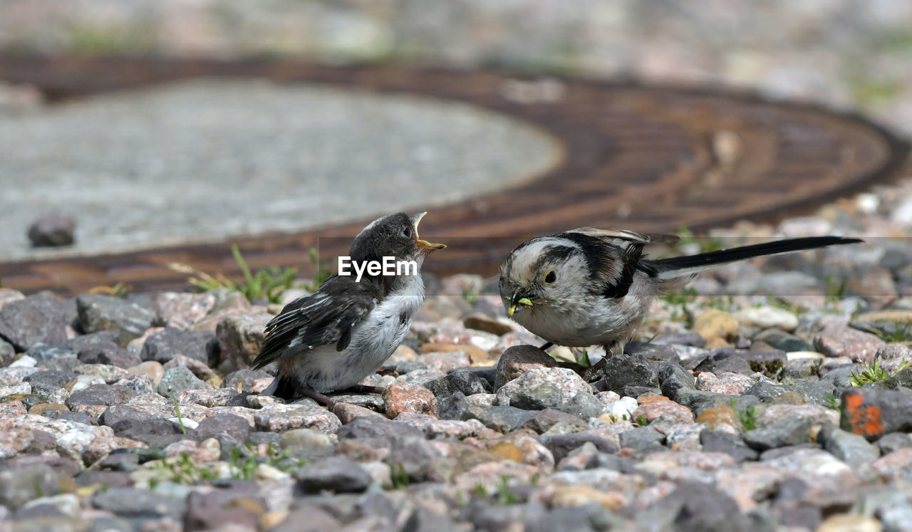 CLOSE-UP OF DUCKS EATING