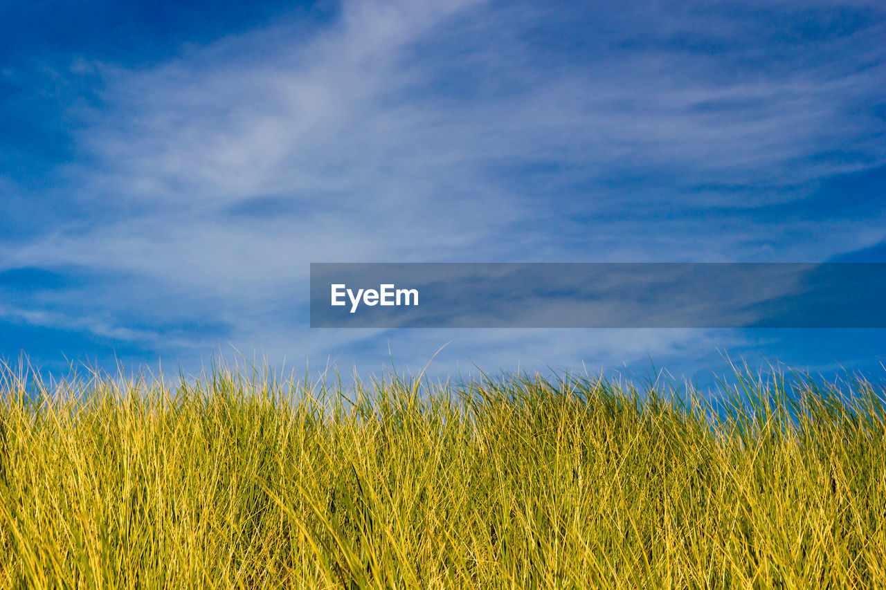 Crops growing on field against sky