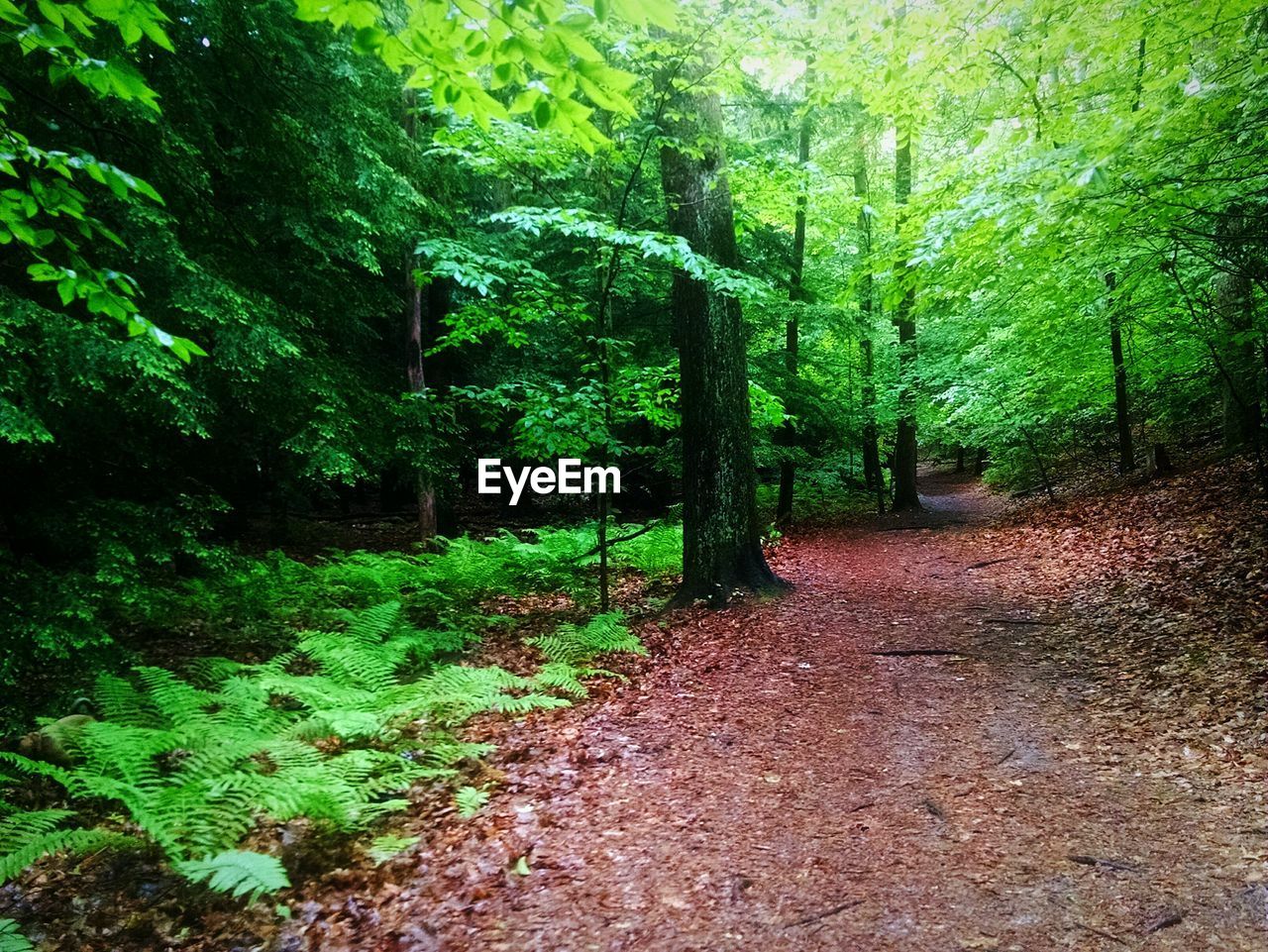 Idyllic view of trees in forest by dirt road