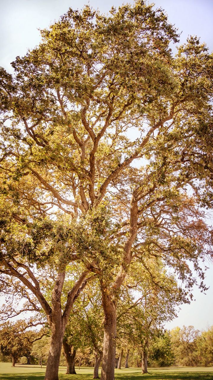 Low angle view of trees on grassy field