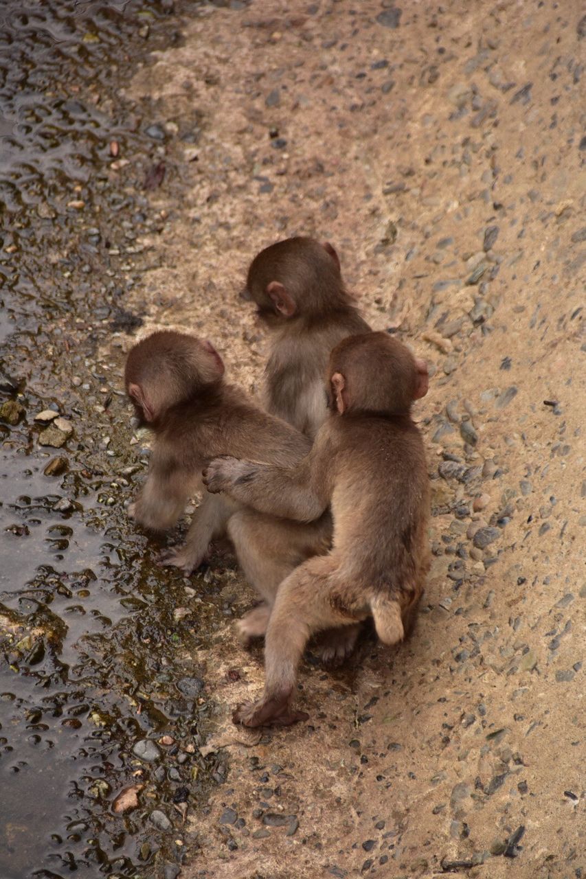 High angle view of monkeys sitting on stone wall