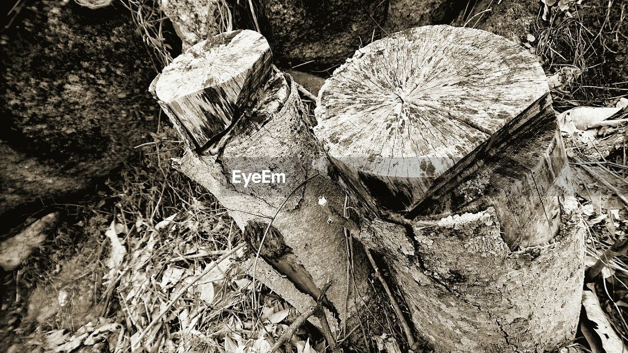 HIGH ANGLE VIEW OF TREE STUMP OUTDOORS