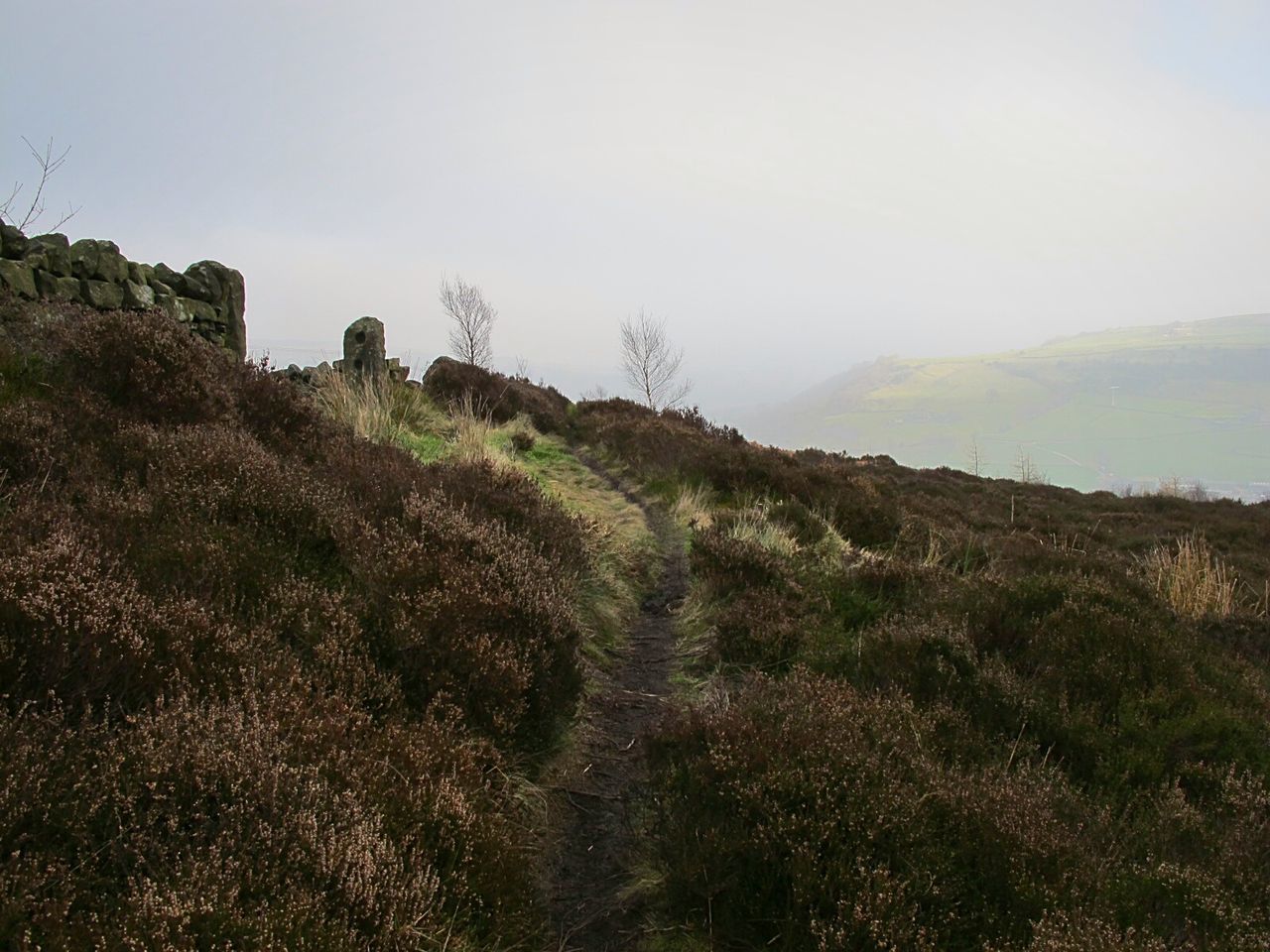 LOW ANGLE VIEW OF TREES ON LANDSCAPE AGAINST SKY