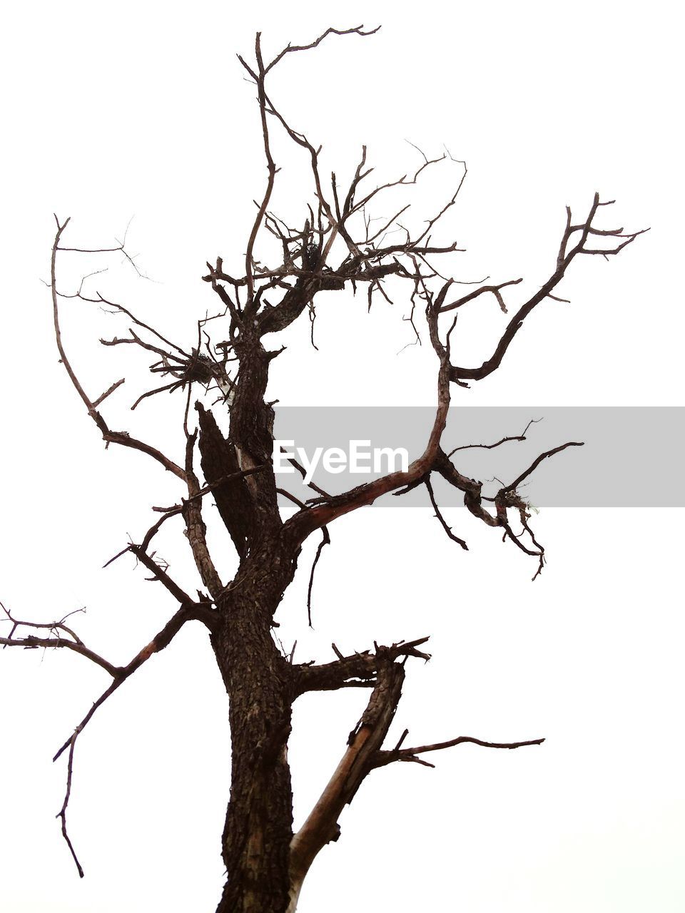 LOW ANGLE VIEW OF DEAD TREE AGAINST CLEAR SKY