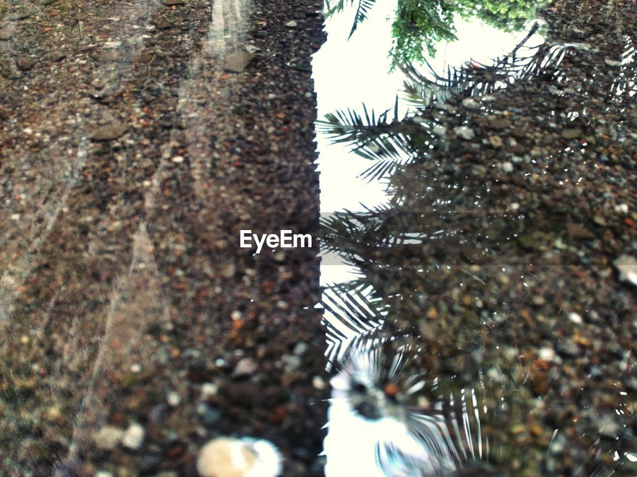 CLOSE-UP OF TREE