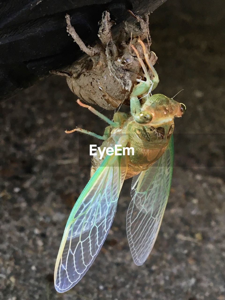 CLOSE-UP OF GRASSHOPPER