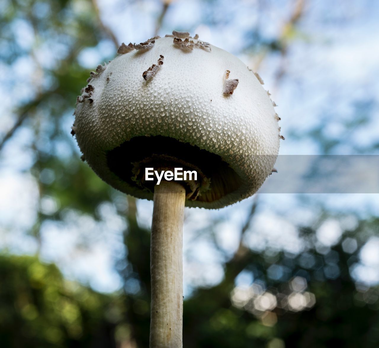 CLOSE-UP OF MUSHROOM GROWING ON PLANT