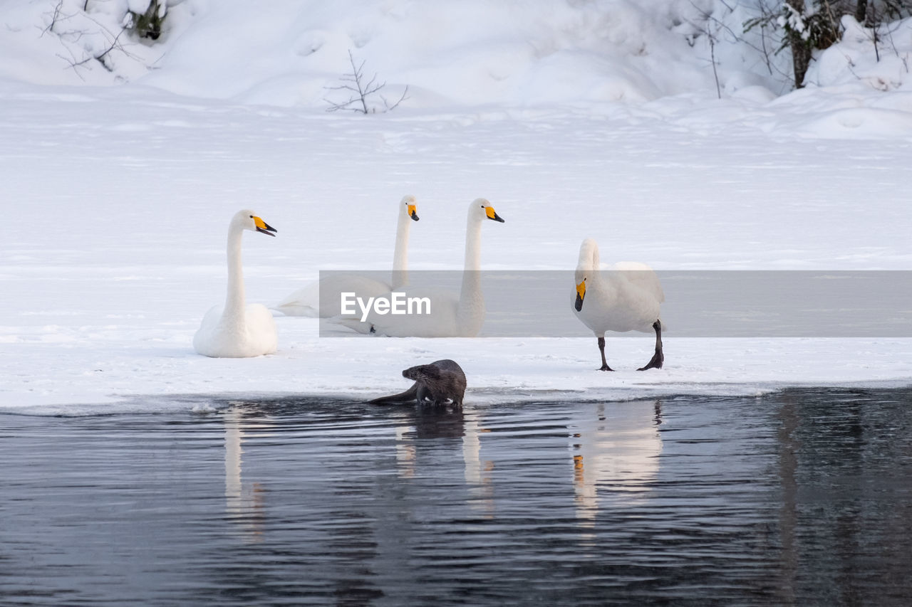 Group of wintering whooper swans drives away an otter