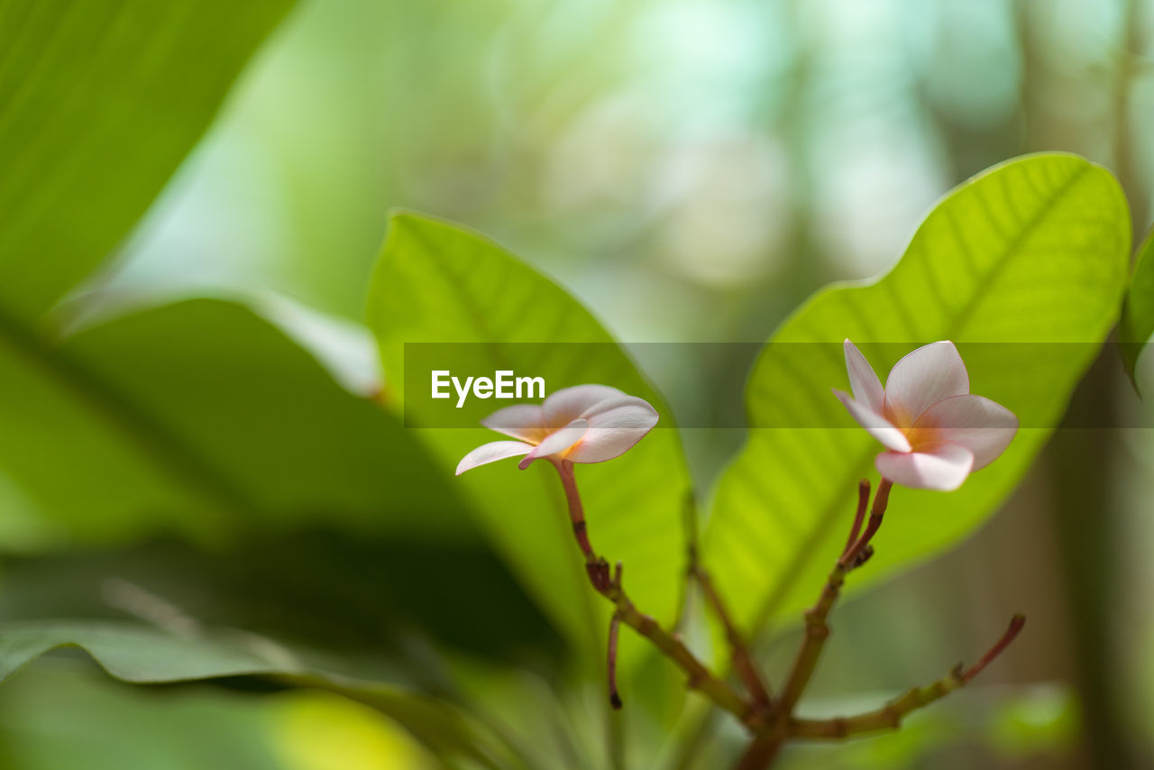 Close-up of flowering plant