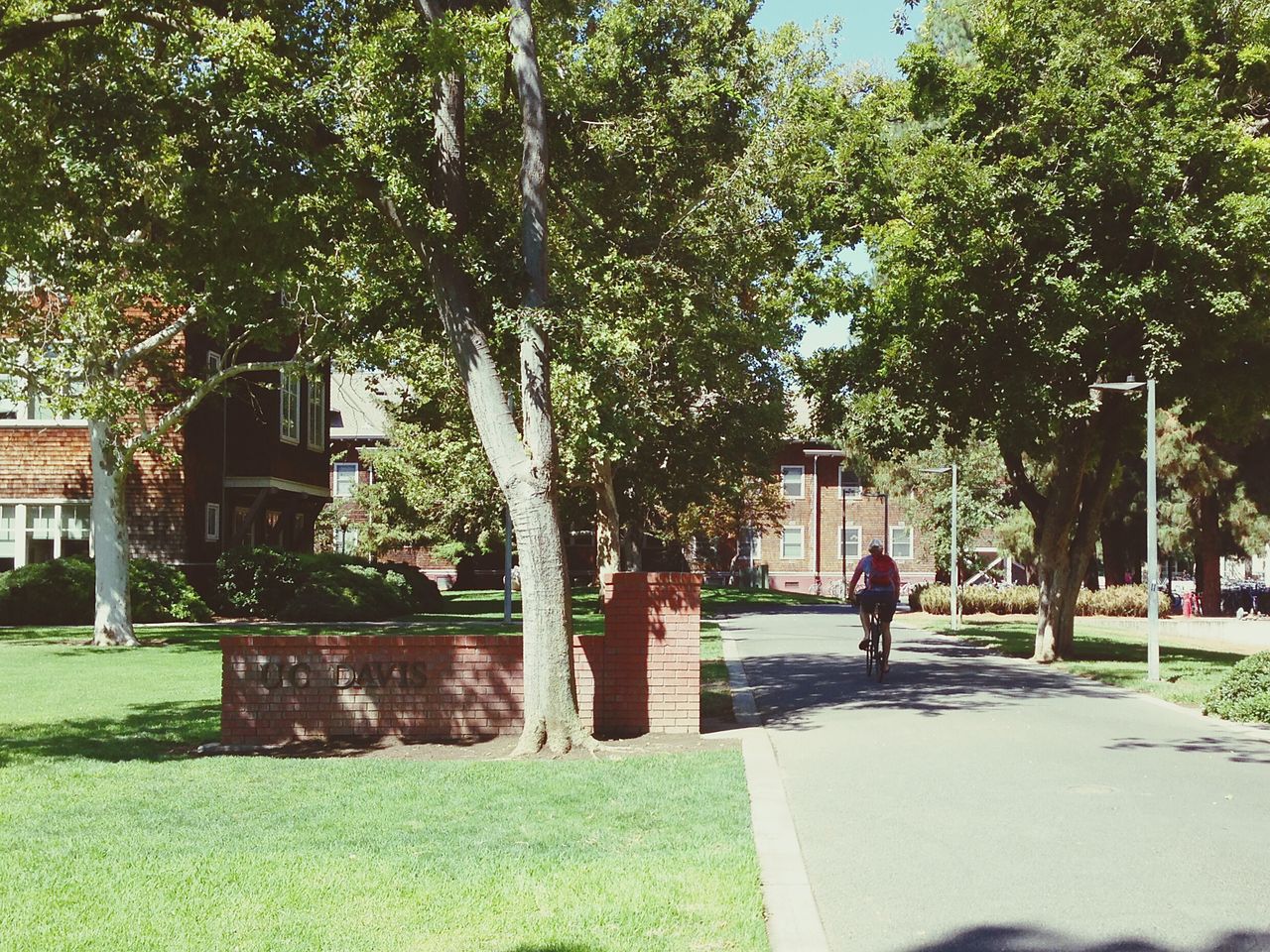 TREES IN PARK