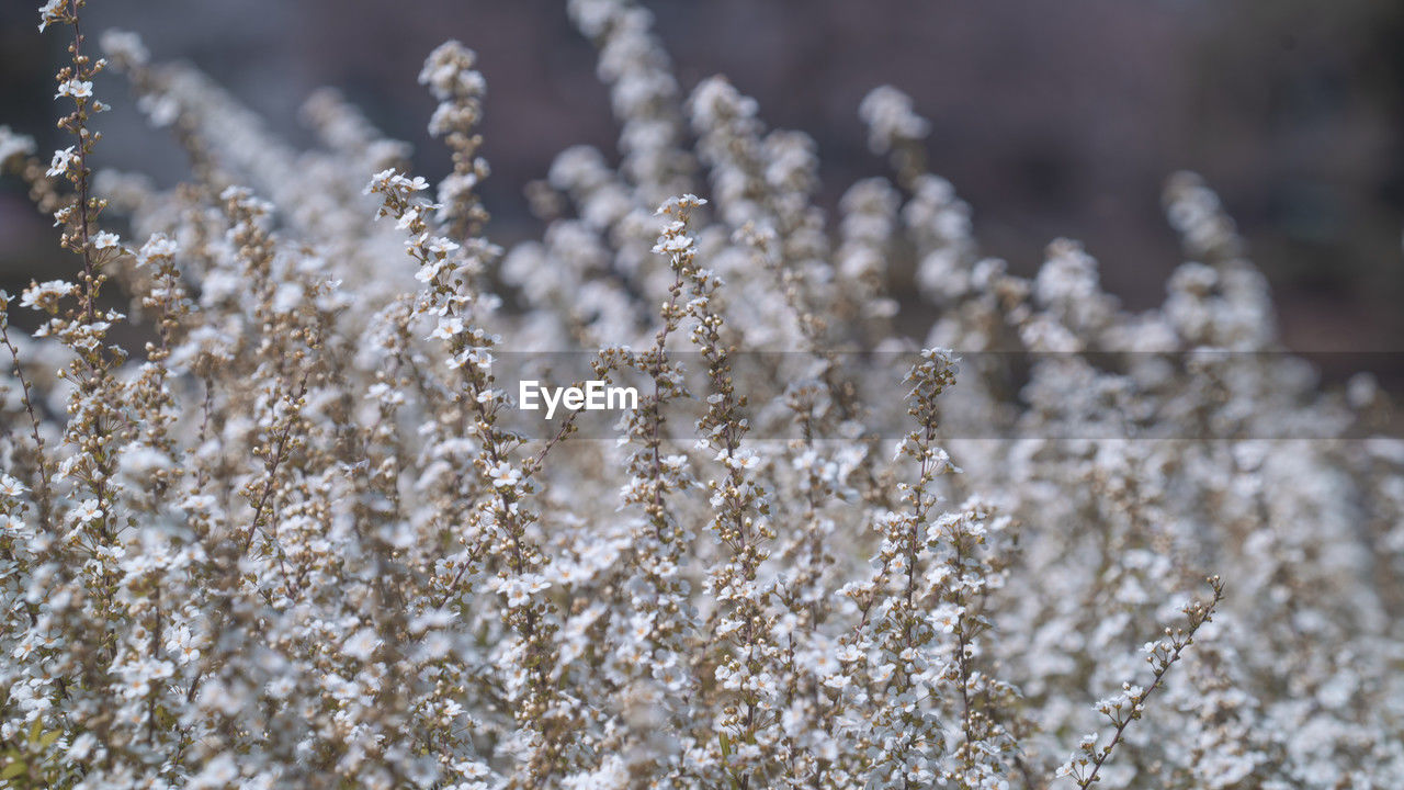 frost, branch, plant, flower, close-up, nature, macro photography, grass, beauty in nature, freezing, no people, winter, snow, cold temperature, growth, selective focus, outdoors, day, land, freshness, environment, focus on foreground, white, leaf, tranquility, snowflake
