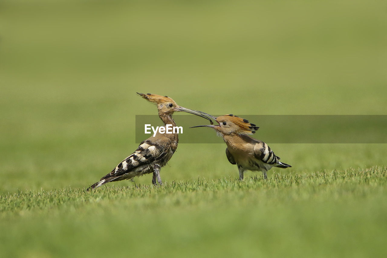 Side view of hoopoe feeding young bird