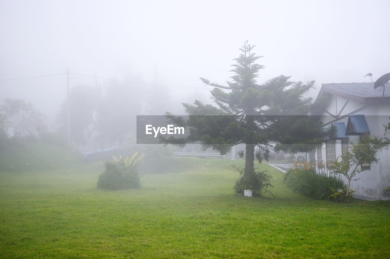 Trees on field in foggy weather