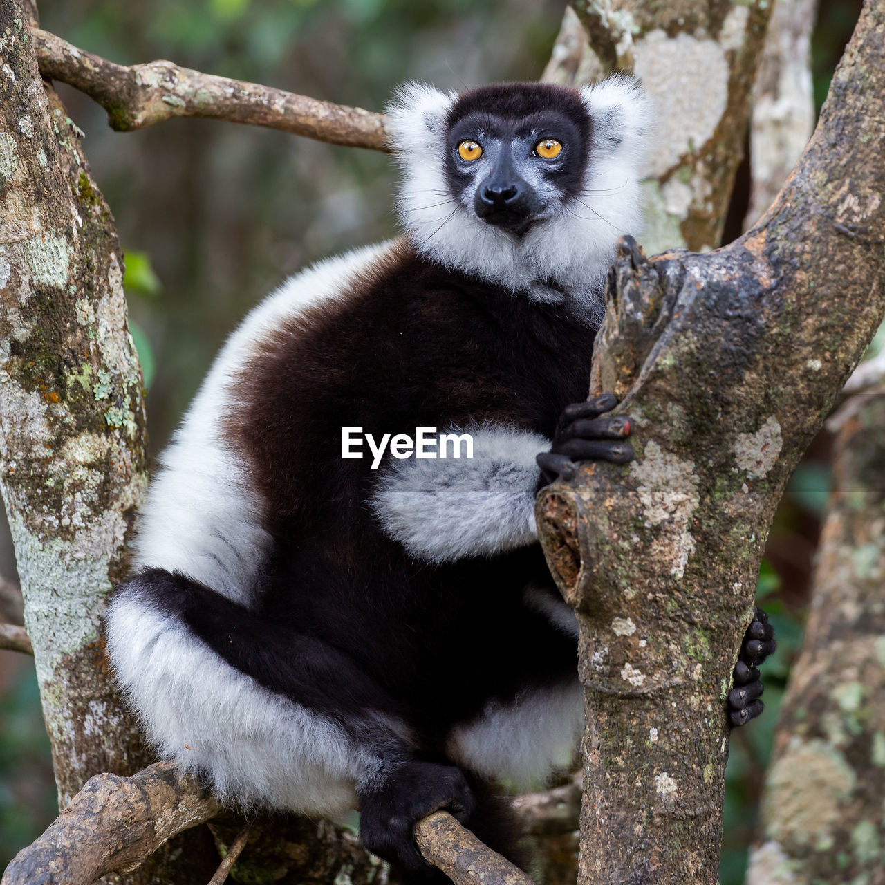 Black-and-white ruffed lemur, varecia variegata, andasibe reserve, madagascar