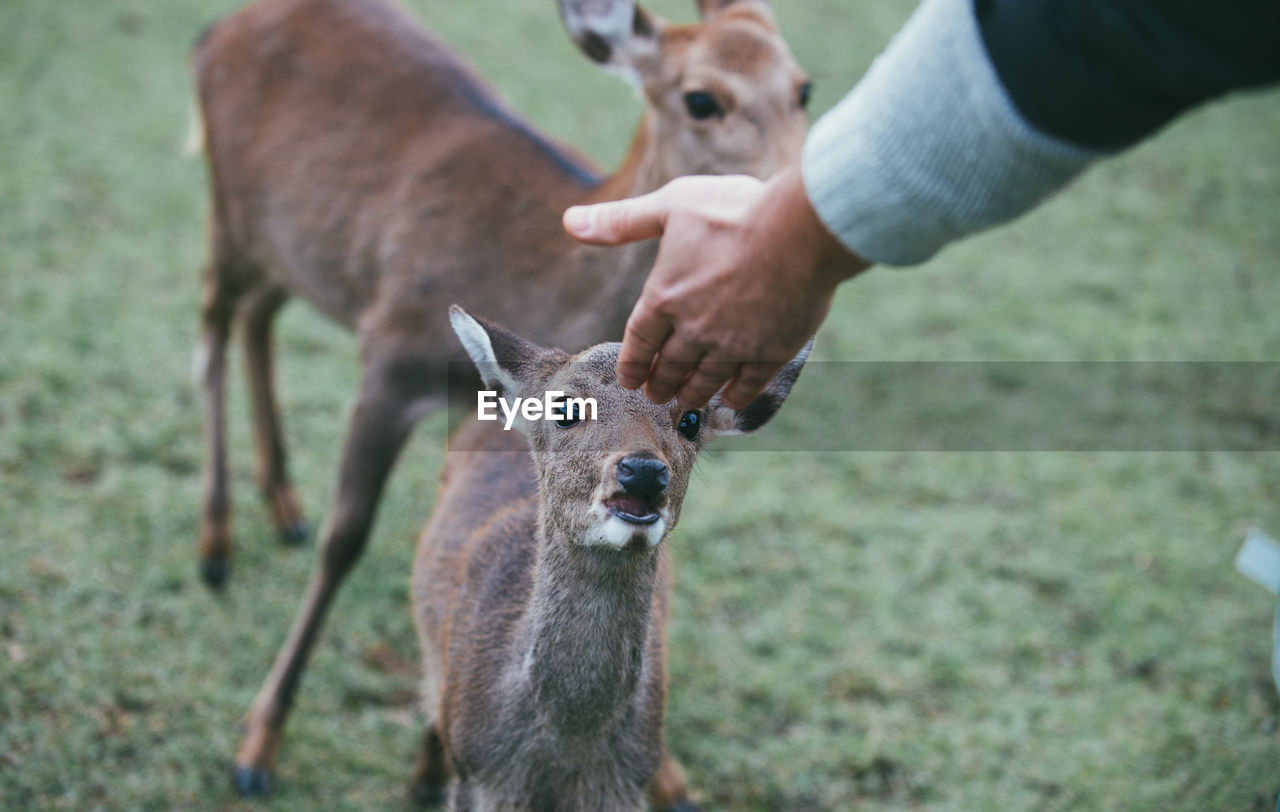 CLOSE-UP OF HAND FEEDING DEER