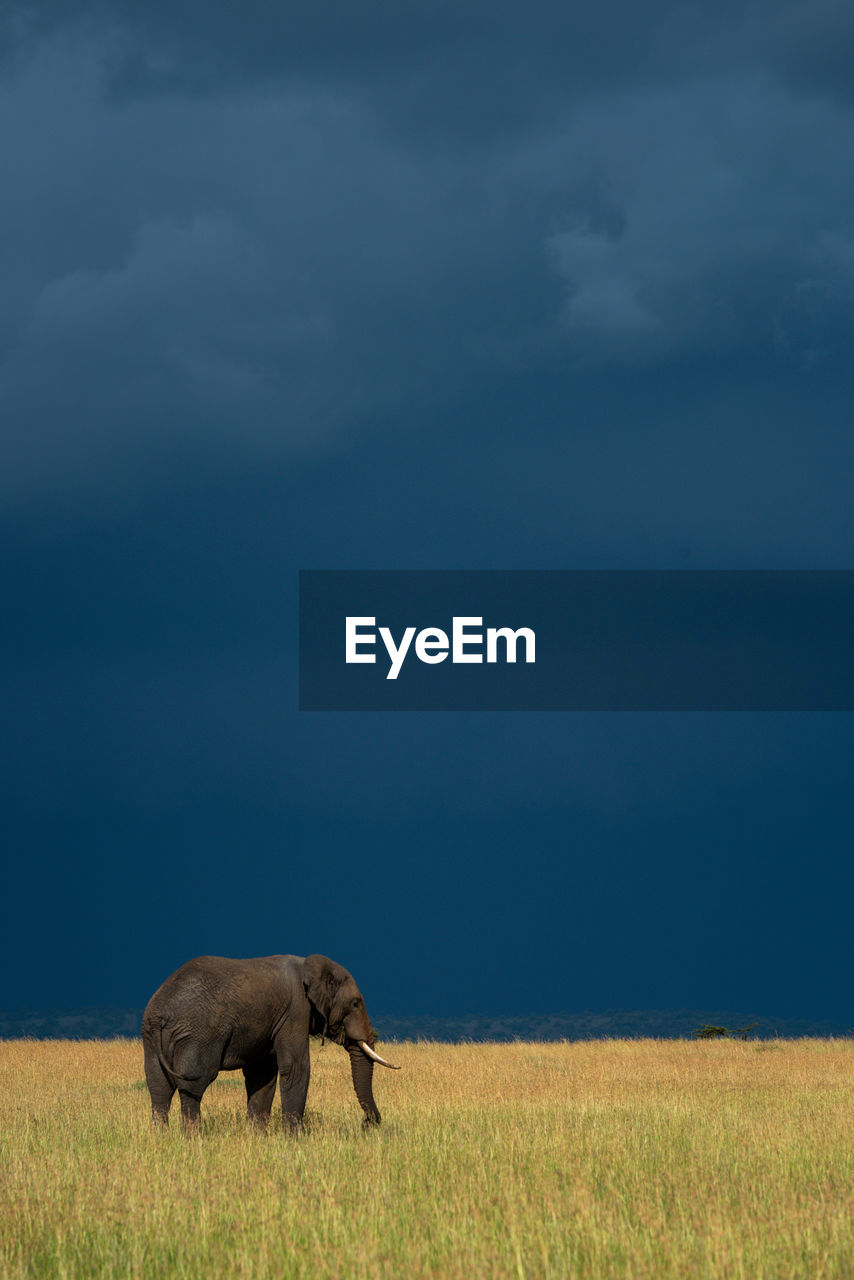 African elephant stands in grass under stormclouds
