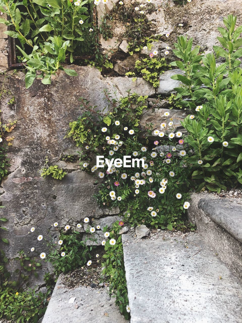 HIGH ANGLE VIEW OF FLOWERING PLANTS BY ROCK