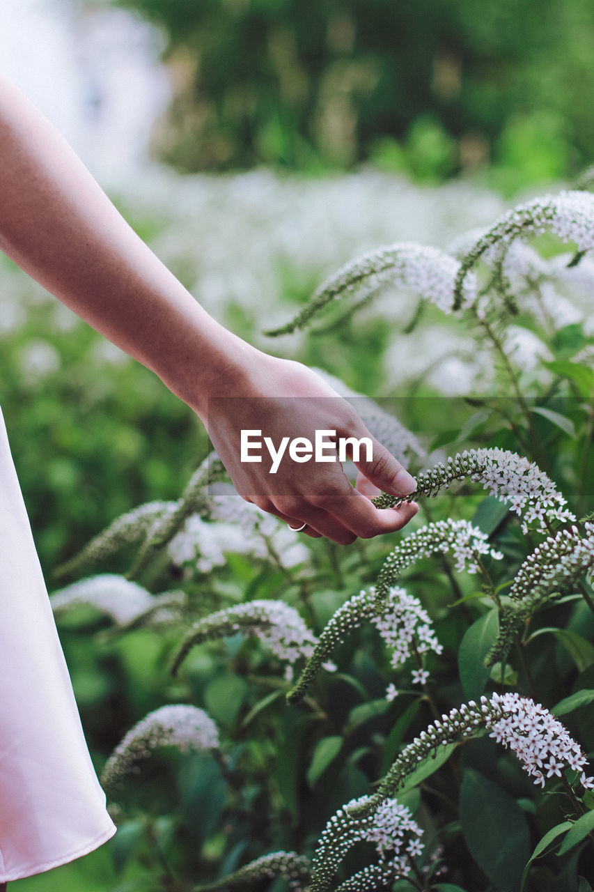 Cropped hand of woman touching plant