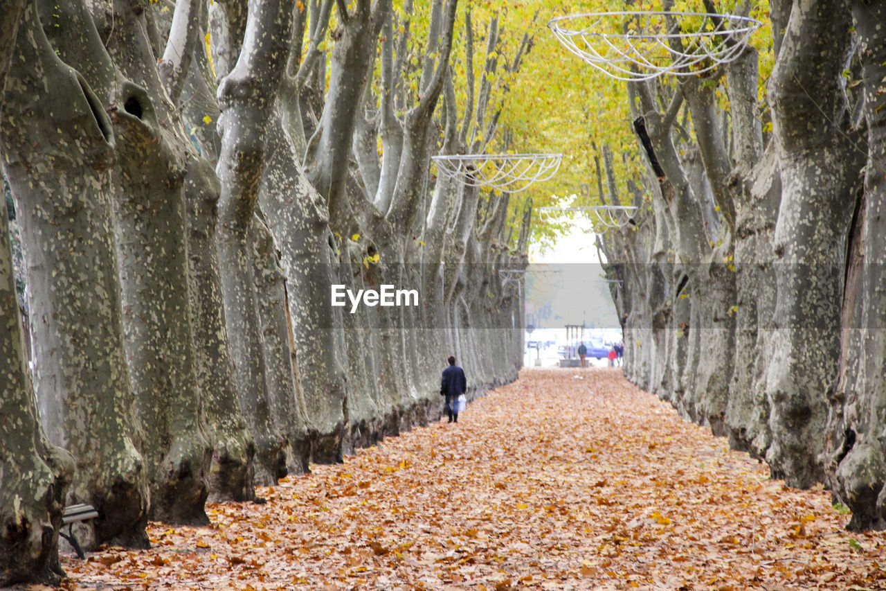 FULL LENGTH REAR VIEW OF MAN WALKING ON TREE