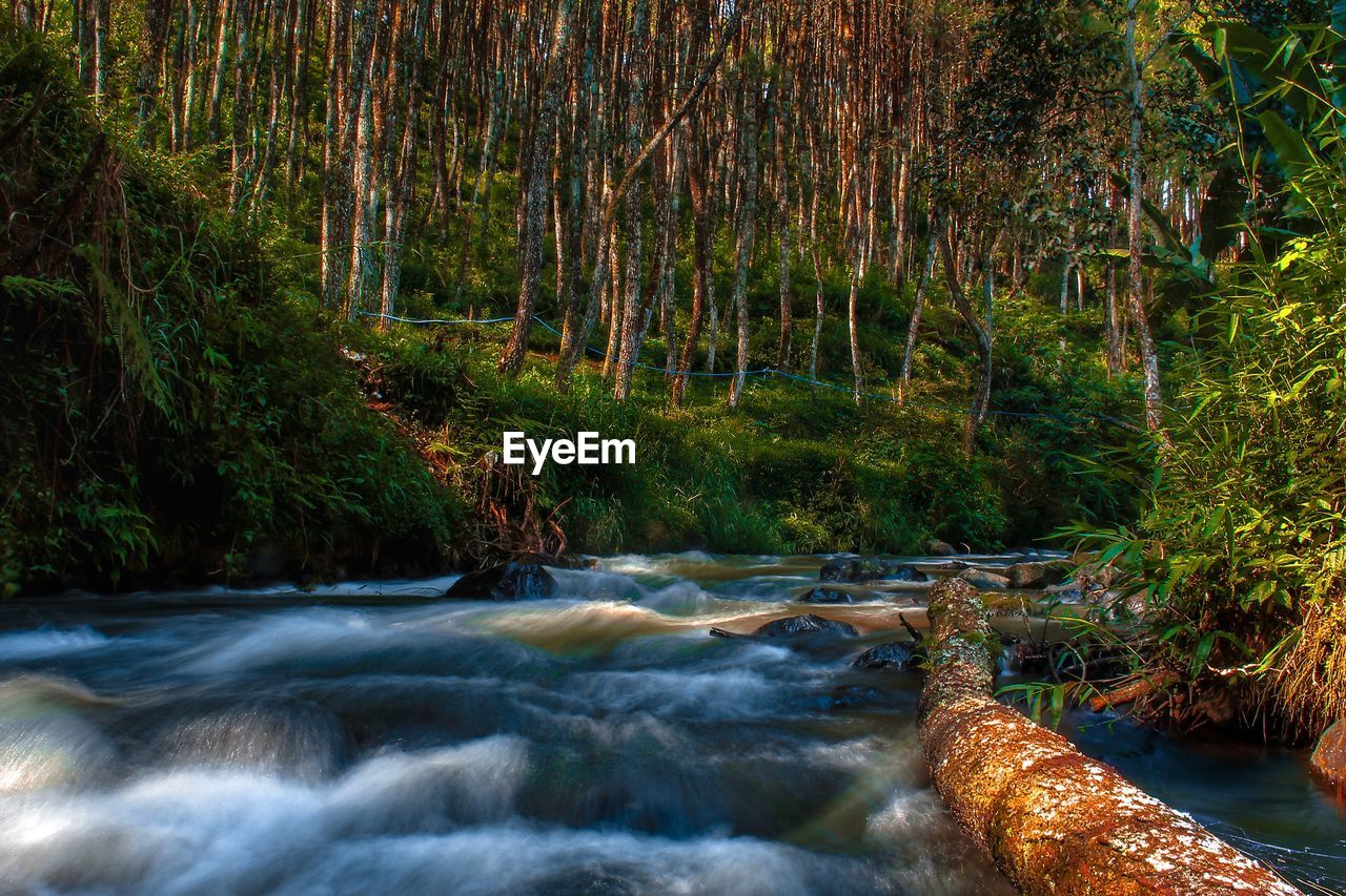 STREAM FLOWING IN FOREST