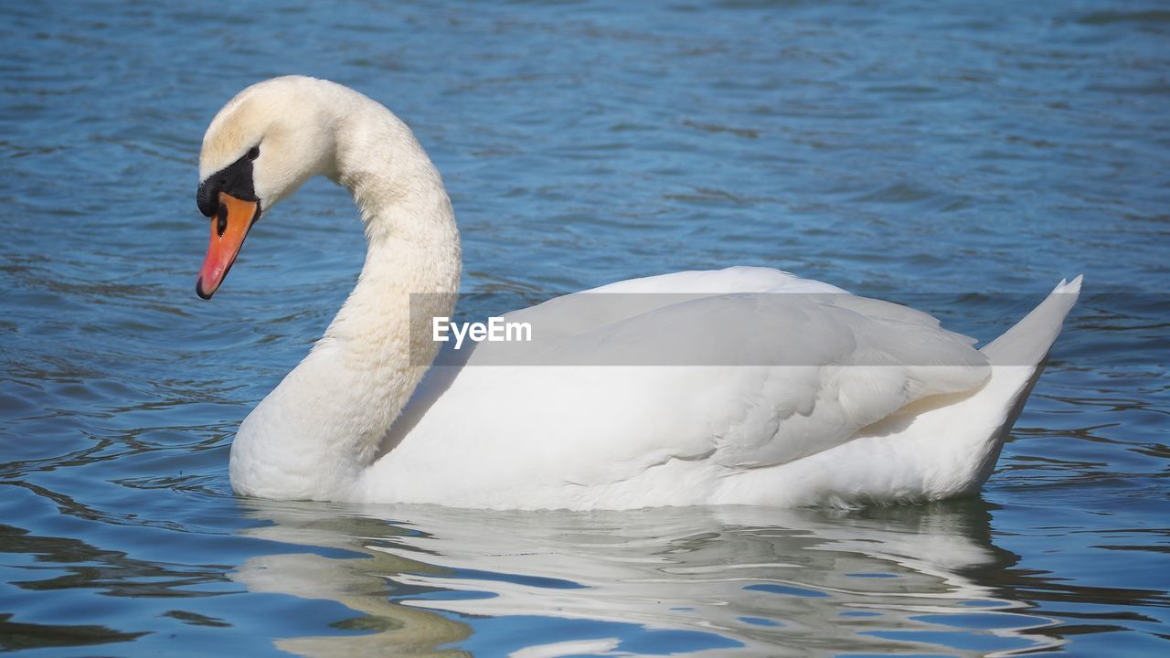 SWAN IN LAKE