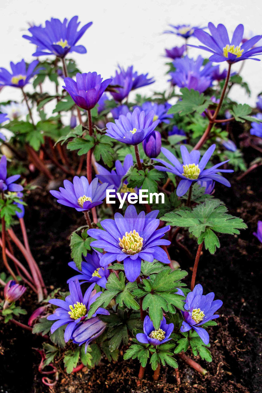 CLOSE-UP OF PURPLE FLOWERS BLOOMING