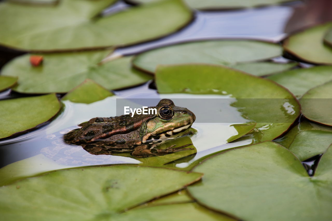 CLOSE-UP OF TURTLE ON WATER