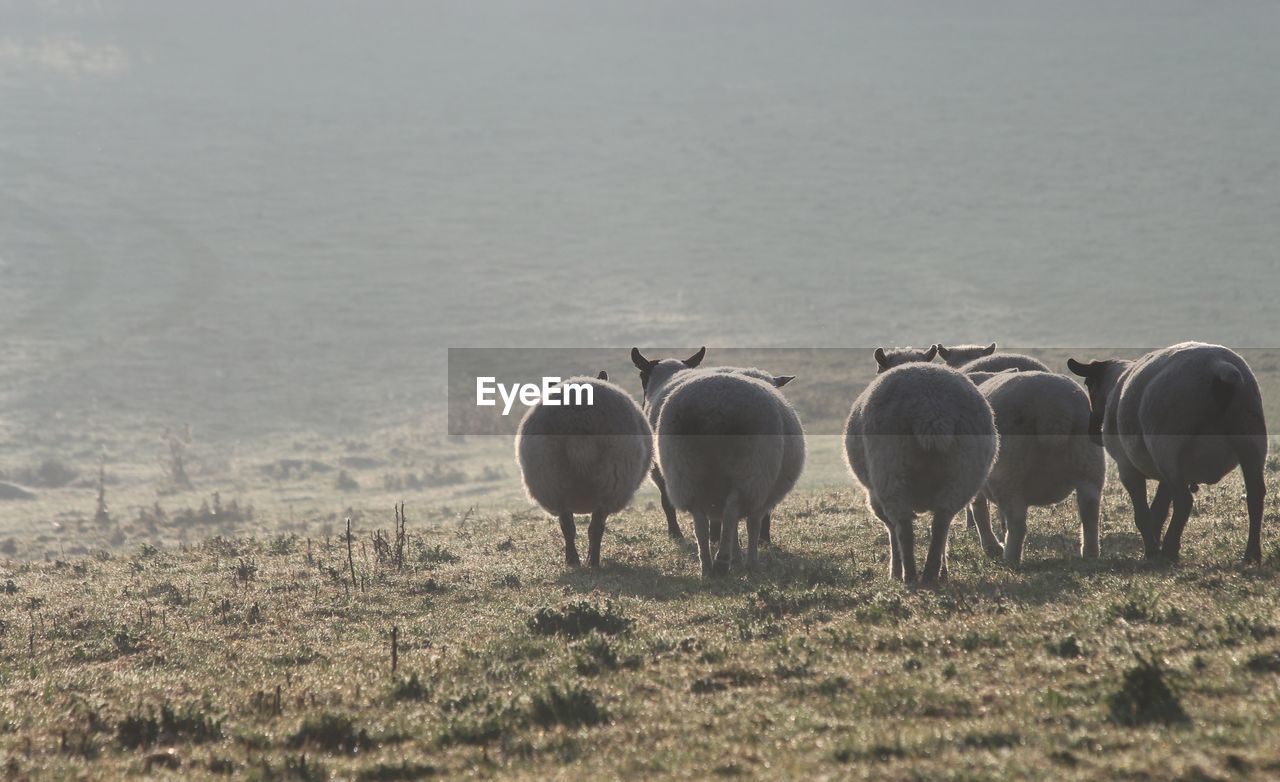 Sheep grazing in a misty  field