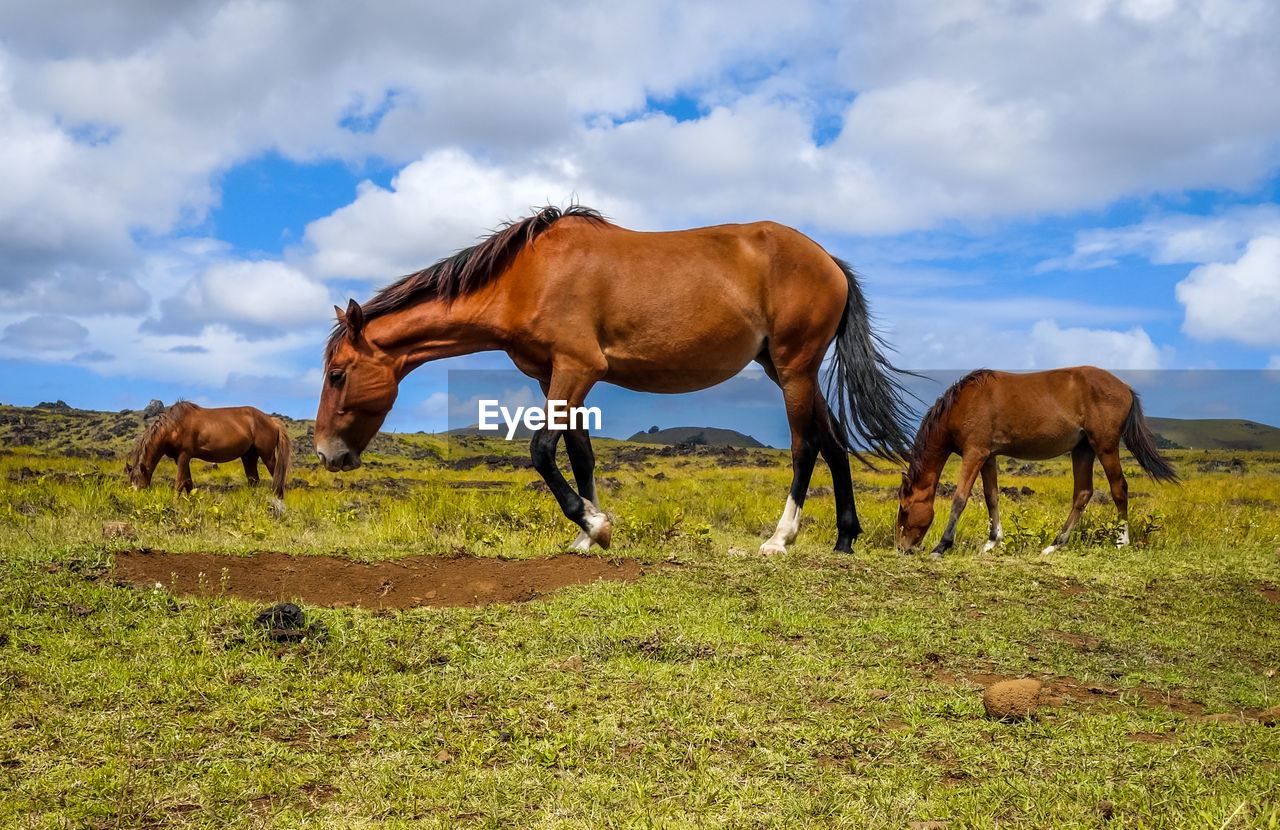 HORSES IN THE FIELD