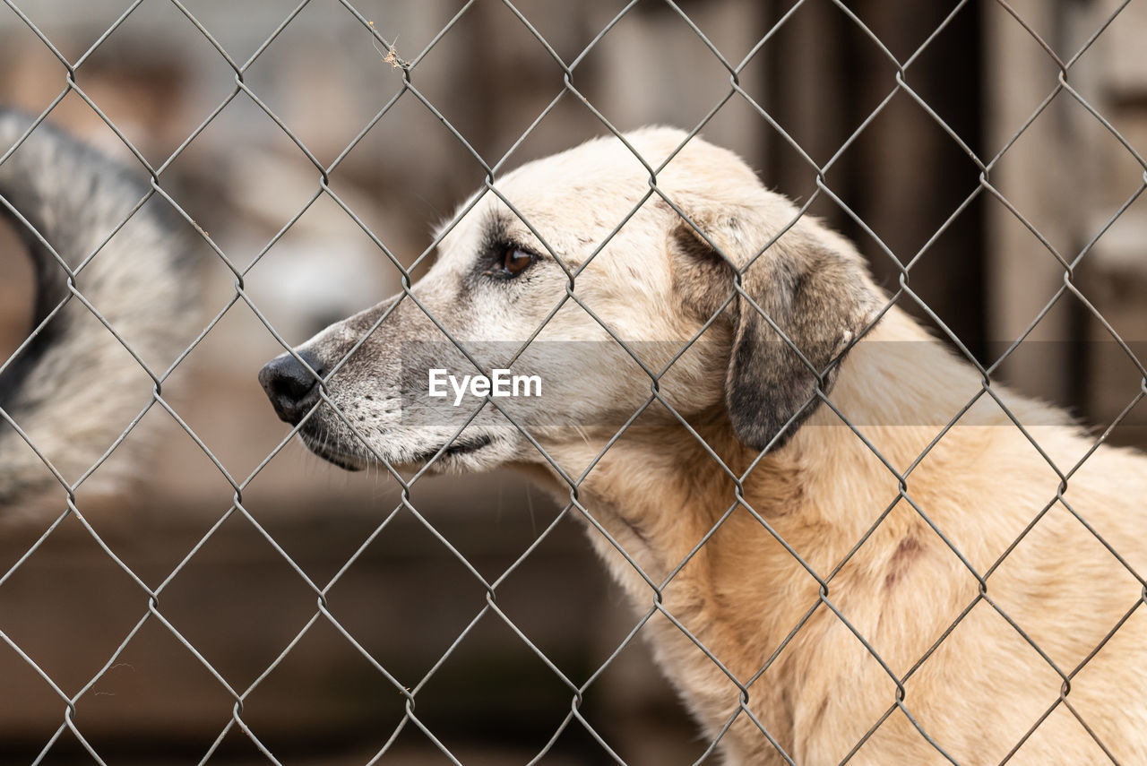 CLOSE-UP OF DOG SEEN THROUGH FENCE