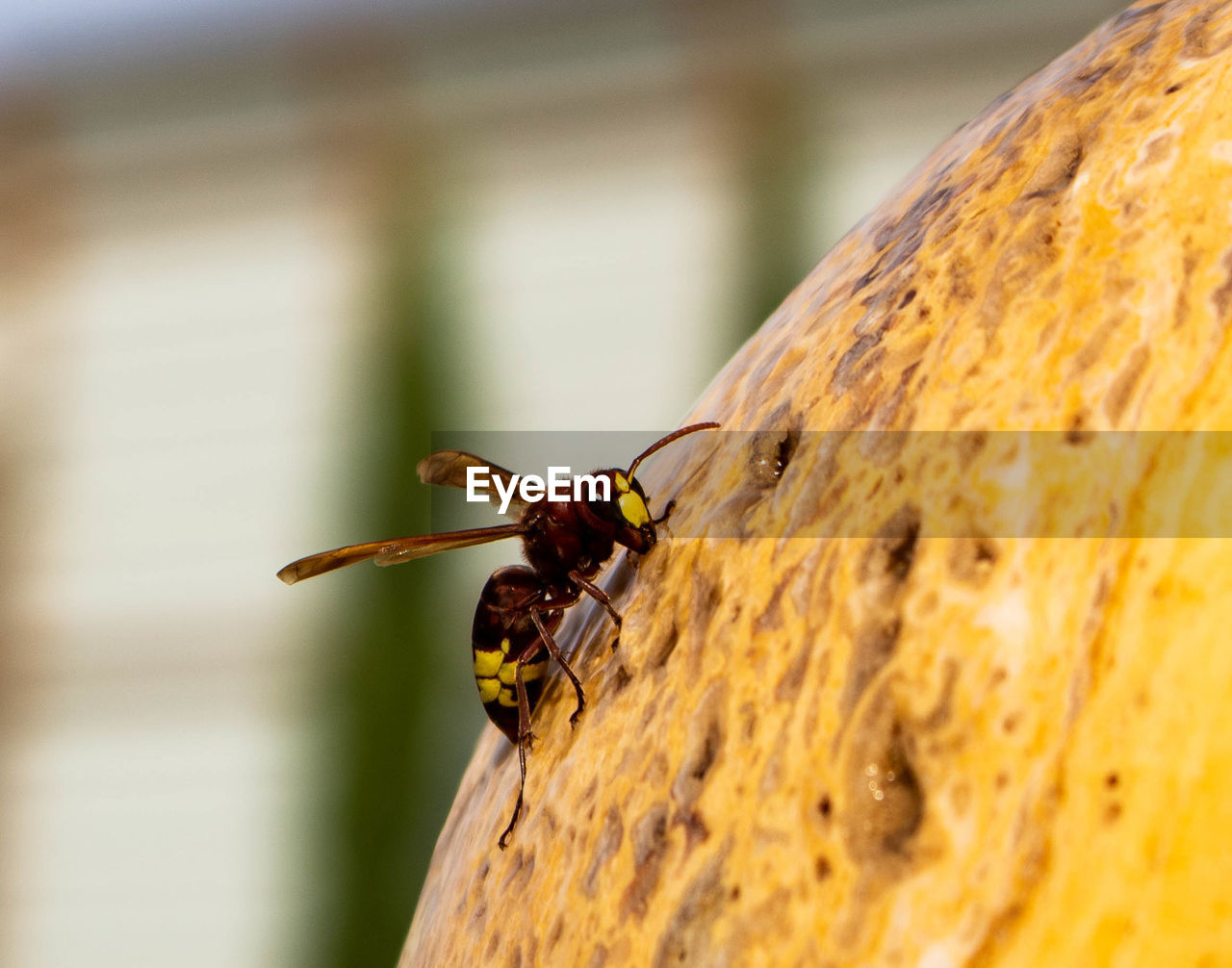 CLOSE-UP OF BEE ON WOODEN WALL