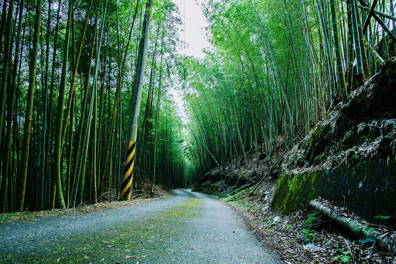 Surface level of empty road along trees