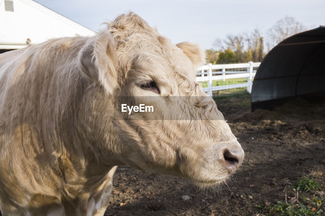 Close-up of cow standing at farm