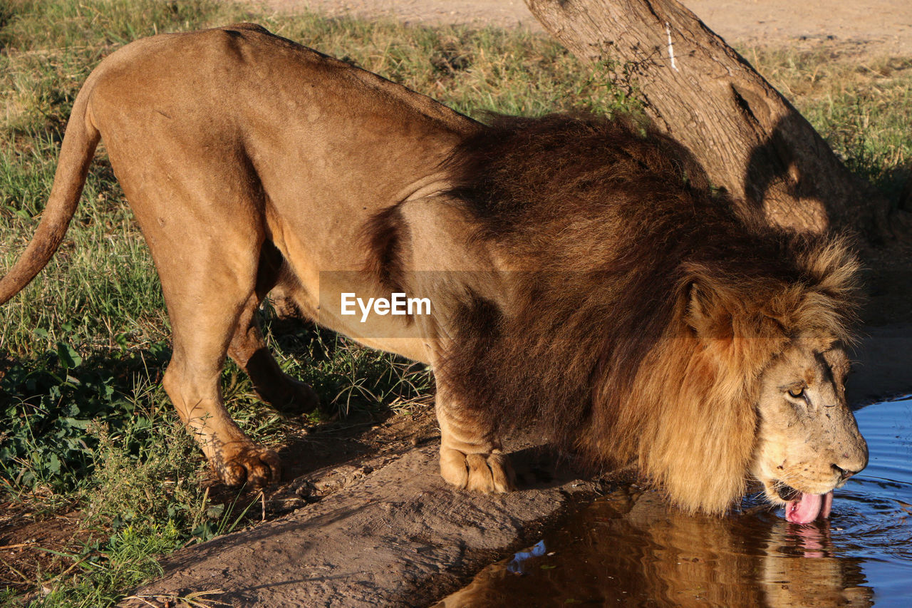 SIDE VIEW OF CAT DRINKING WATER FROM LAND