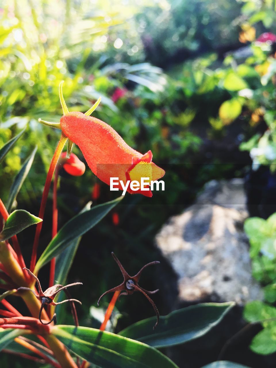 CLOSE-UP OF RED INSECT ON PLANT