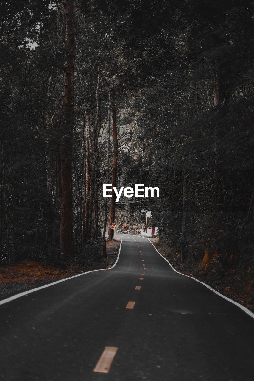 EMPTY ROAD ALONG TREES AND PLANTS IN FOREST