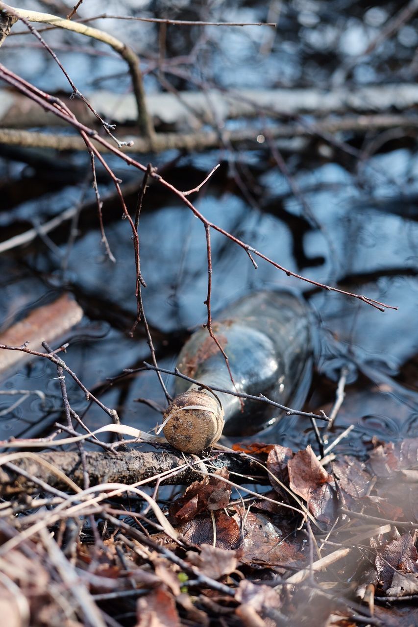 Close-up of bottle in pond