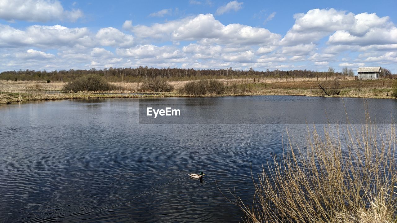 View of birds in lake against cloudy sky