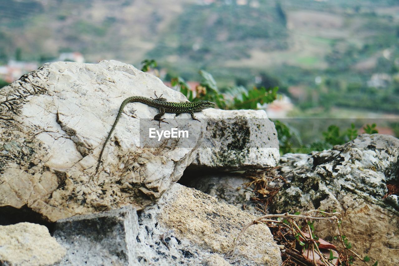 Close-up of stones on rock