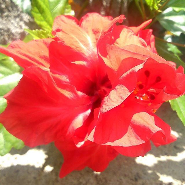 CLOSE-UP OF RED FLOWERS