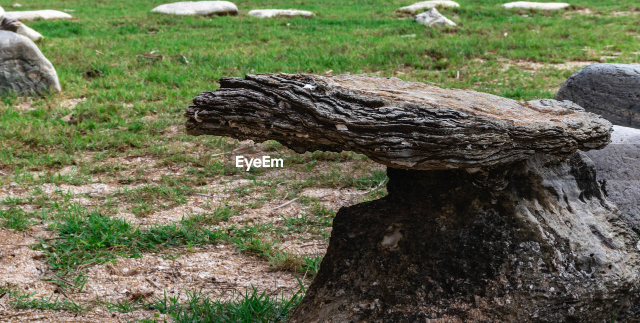 CLOSE-UP OF DRIFTWOOD ON FIELD