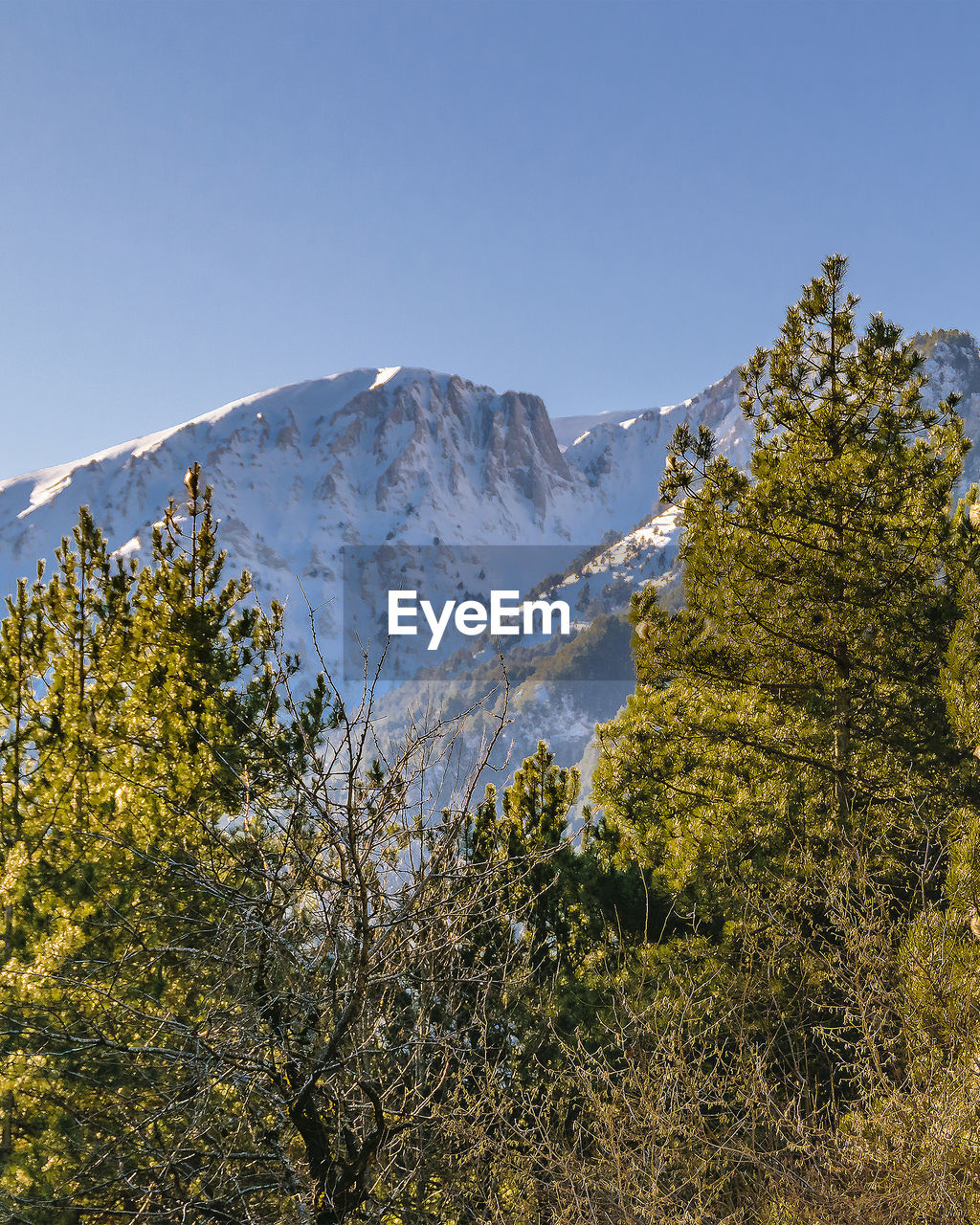 nature, mountain, plant, tree, sky, scenics - nature, beauty in nature, autumn, leaf, snow, environment, wilderness, landscape, mountain range, winter, clear sky, ridge, no people, coniferous tree, cold temperature, land, pinaceae, pine tree, forest, mountain peak, day, pine woodland, outdoors, travel destinations, travel, tranquility, snowcapped mountain, blue, tranquil scene, sunny, non-urban scene, tourism, meadow, growth