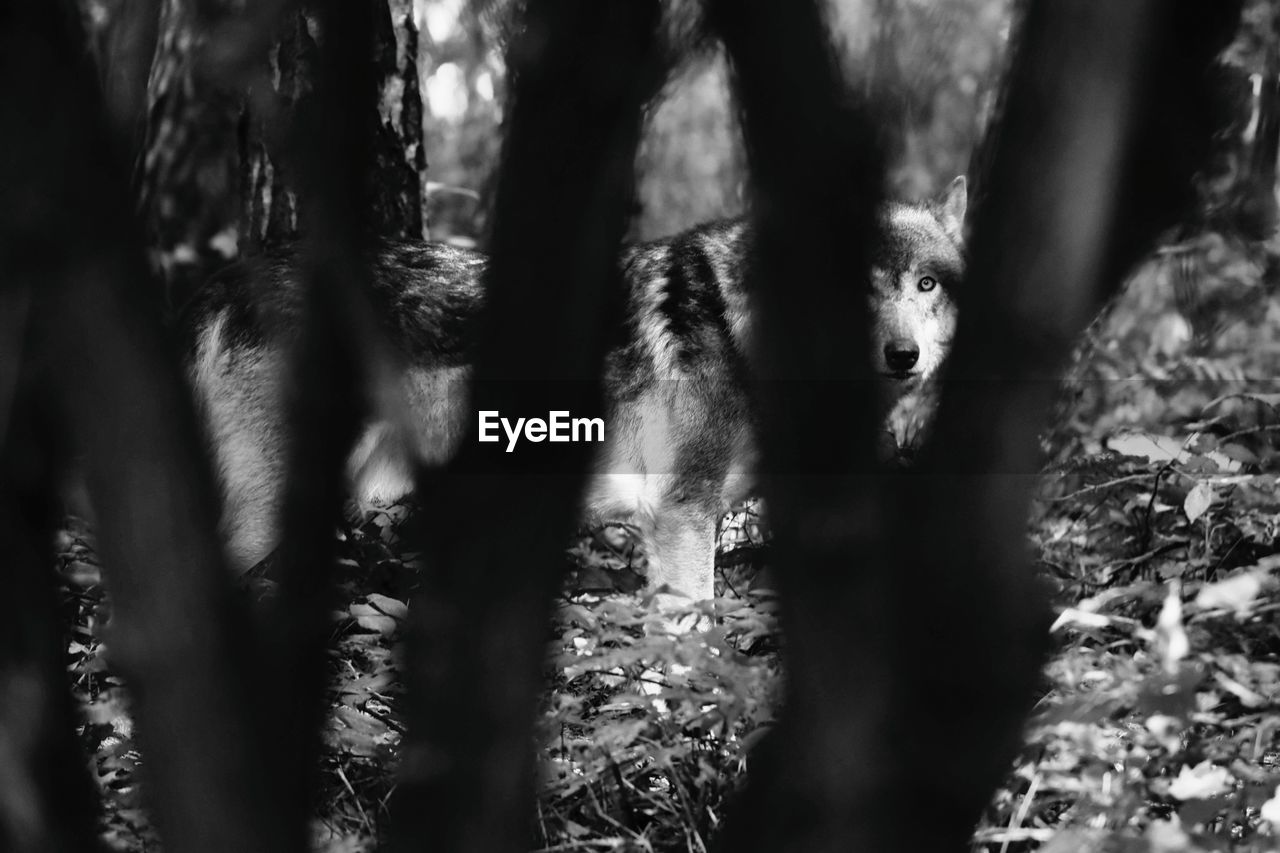 View of wolf in forest