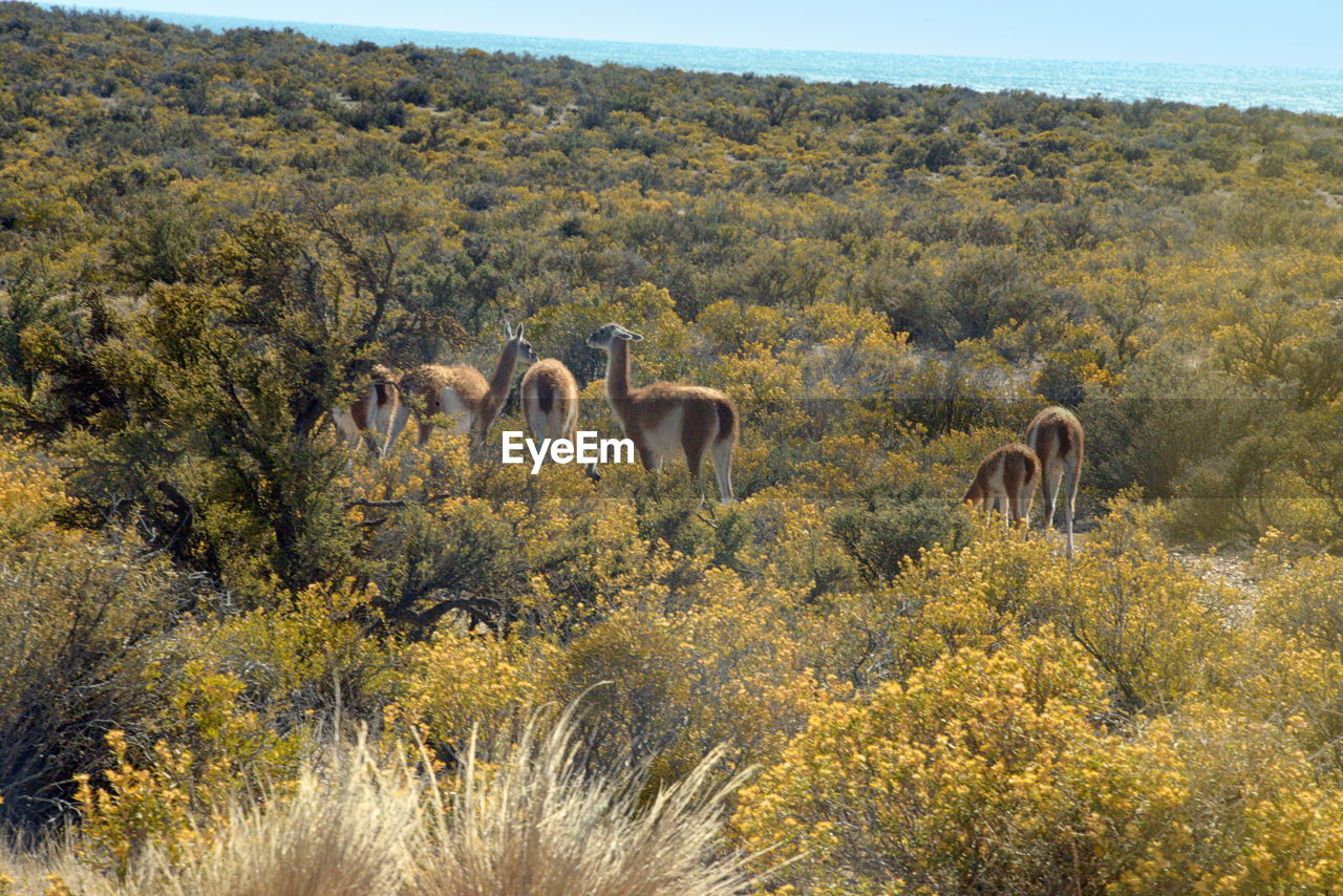 The guanaco is a widespread camelid in south america, including argentina, up to tierra del fuego.